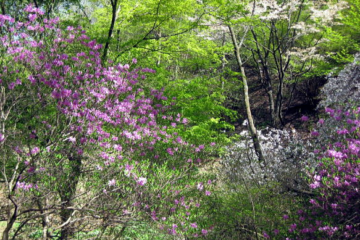 2017.4.30　陣馬山（尾根歩き）