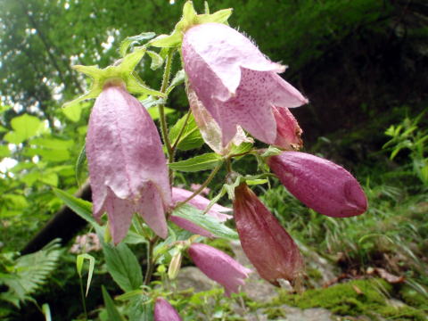 2016.7.23-24 大荒川谷(沢登り)