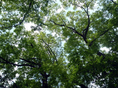 2017.5.7 高尾山(尾根歩き)