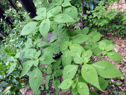 2017.5.7 高尾山(尾根歩き)