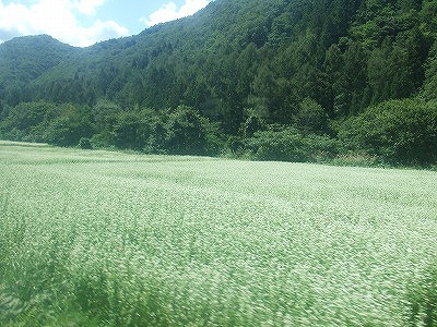 2014.8.30 会津駒ケ岳(尾根歩き)