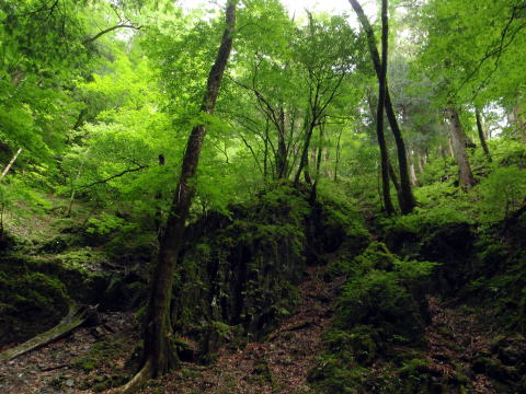 2016.6.25-26 大雲取谷(沢登り)
