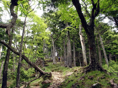 2016.6.25-26 大雲取谷(沢登り)