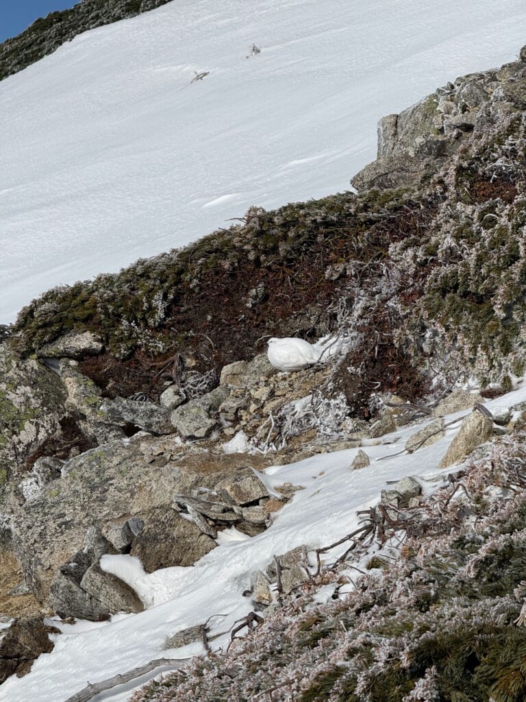 2026.3.28-29 唐松岳(雪山)