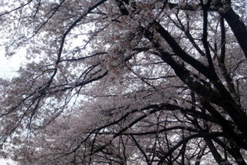 2014.4.13　ナットウ箱山（尾根歩き・イベント）