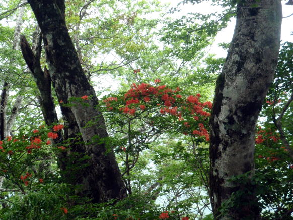 2014.6.21 モロクボ沢(沢登り)