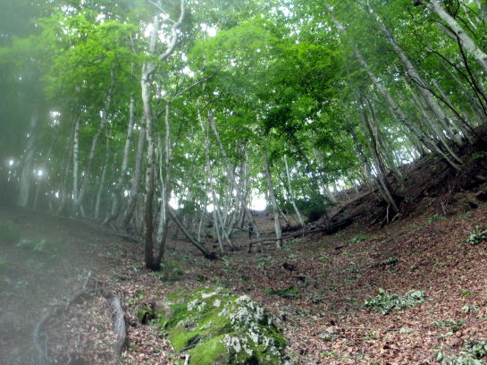 2014.7.12 逆川(沢登り)