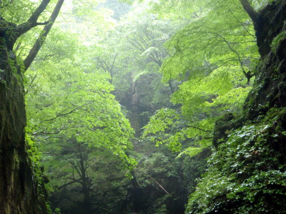 2014.7.20-21 大常木谷(沢登り)