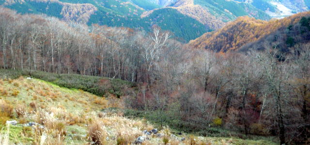 2014.11.8　東奥山窪・黒金山（尾根歩き）