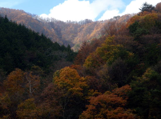 2014.11.8　東奥山窪・黒金山（尾根歩き）