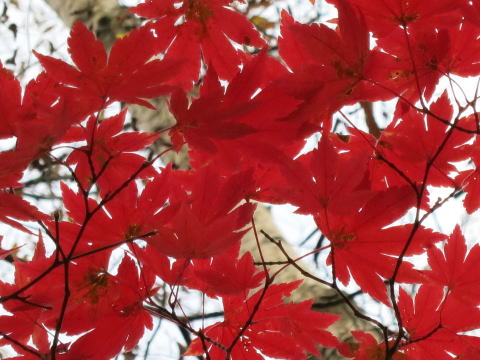 2014.11.8　東奥山窪・黒金山（尾根歩き）