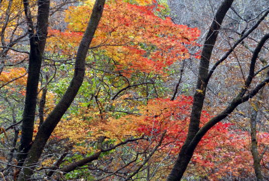 2014.11.8　東奥山窪・黒金山（尾根歩き）