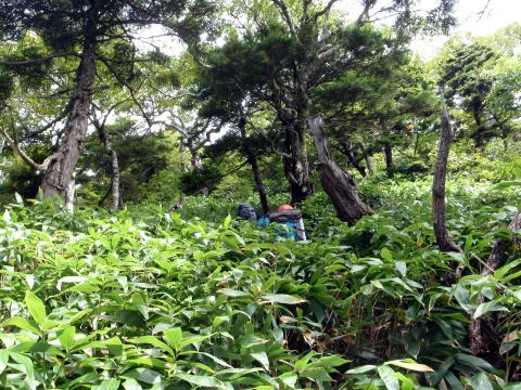 大蛇尾川西俣 東俣（沢登り）