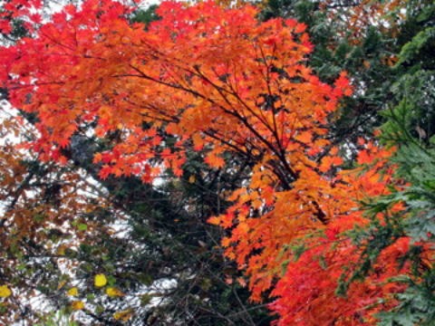 2011.10.15　大薙沢右俣 四郎沢（沢登り）