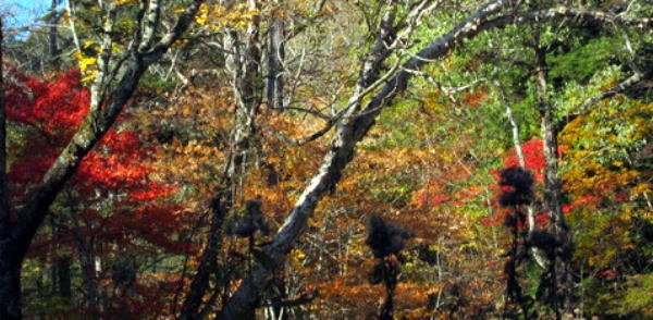 2011.10.15　大薙沢右俣 四郎沢（沢登り）
