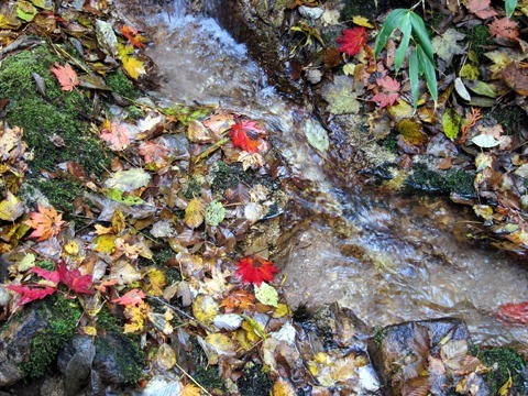 2011.10.15　大薙沢右俣 四郎沢（沢登り）