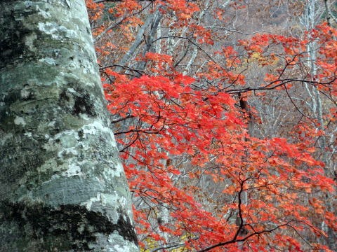2011.11.5　湯ノ倉山（尾根歩き）