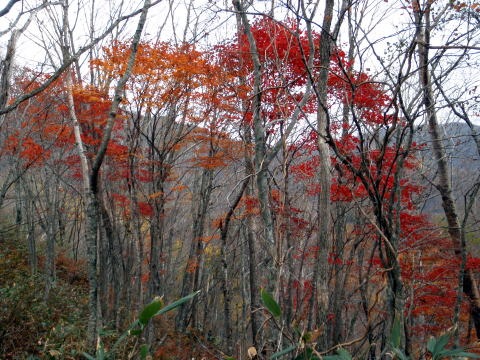 2011.11.5　湯ノ倉山（尾根歩き）