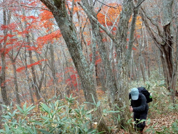 2011.11.5　湯ノ倉山（尾根歩き）