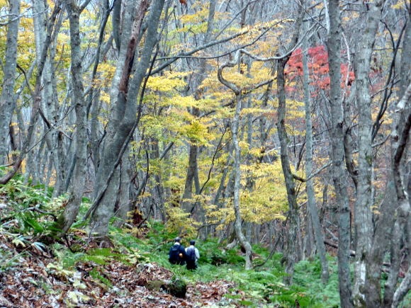 2011.11.5　湯ノ倉山（尾根歩き）