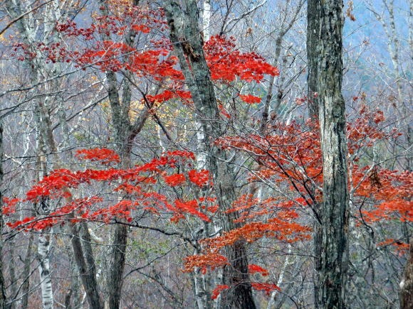 2011.11.5　湯ノ倉山（尾根歩き）