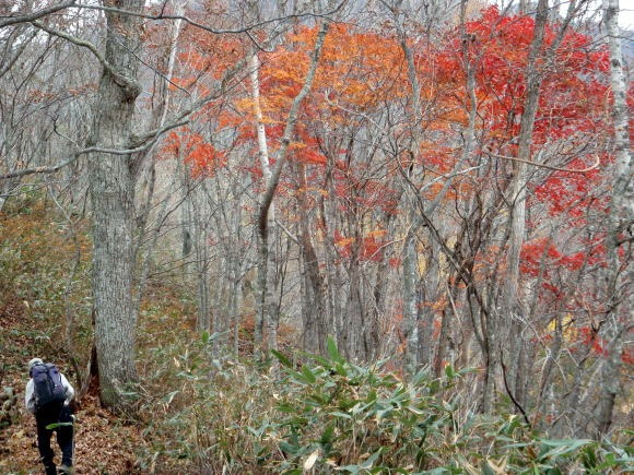 2011.11.5　湯ノ倉山（尾根歩き）