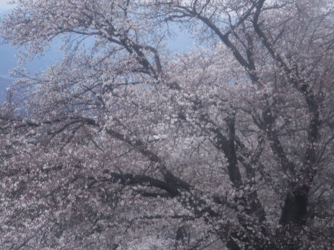 2025.4.5 （お花見山行）ナットウ箱山（ハイキング・イベント）