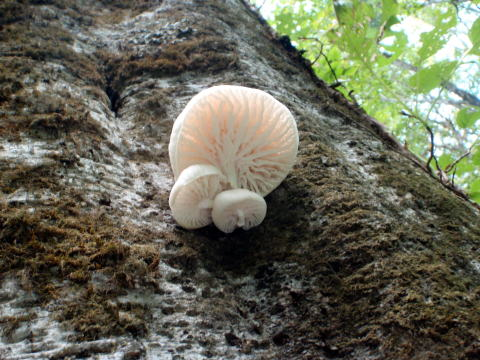 2011.10.8-10　穴堂沢 カケス沢（沢登り）