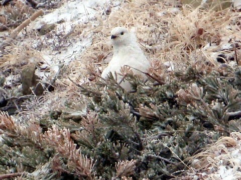 2011.5.3-5　鹿島槍ヶ岳（雪山）
