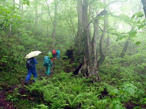 2011.5.28-29　赤湯(山菜取り)（イベント）