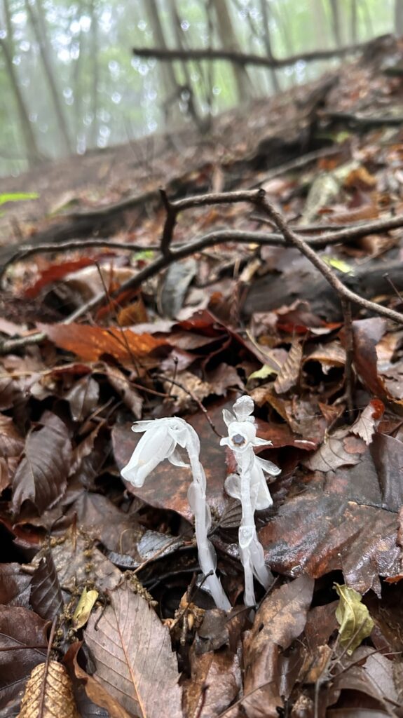 2026.5.23　シンナソー（沢登り）