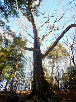 2020.11.21-23 黒法師岳(尾根歩き)