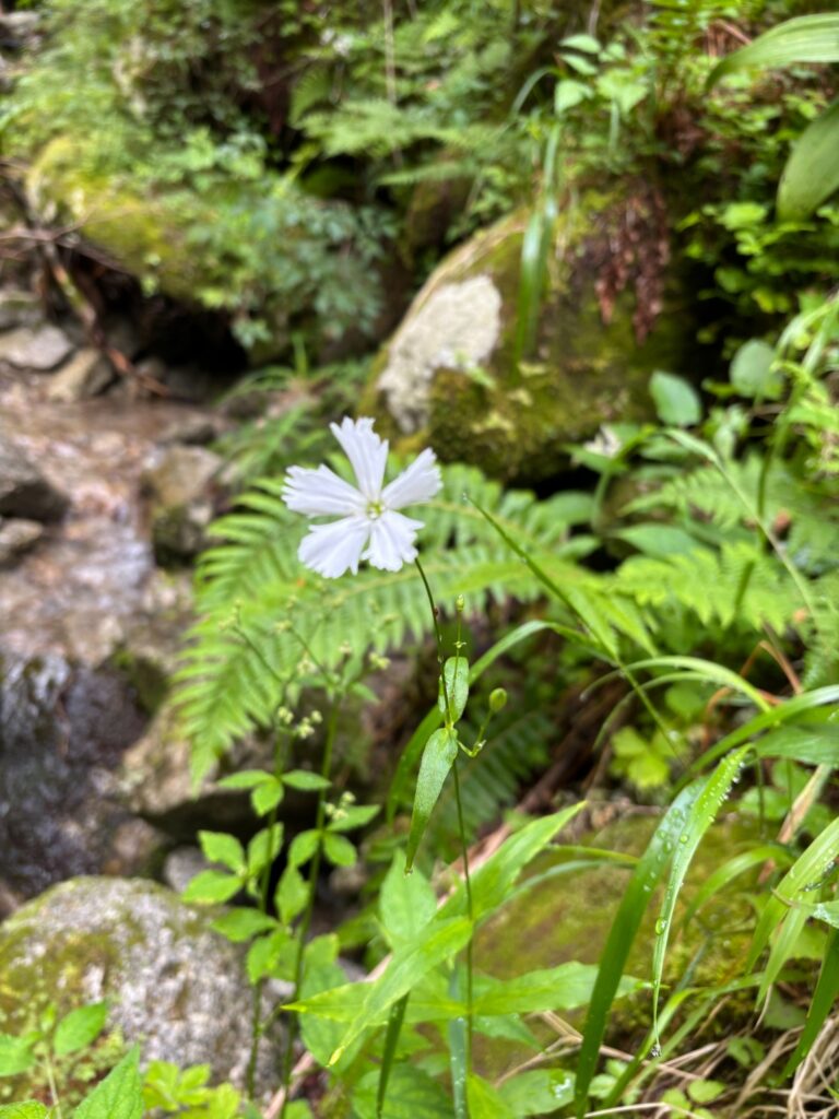 2026.7.19-20　尾白川 鞍掛沢・乗越沢（沢登り）