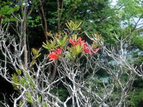 2023.6.10　牛奥ノ雁ヶ腹摺山（尾根歩き）