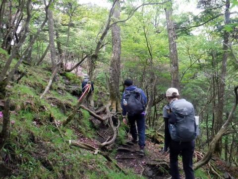 2023.6.10　牛奥ノ雁ヶ腹摺山（尾根歩き）