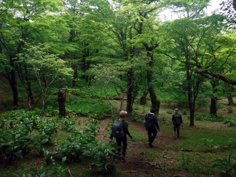 2023.6.10　牛奥ノ雁ヶ腹摺山（尾根歩き）