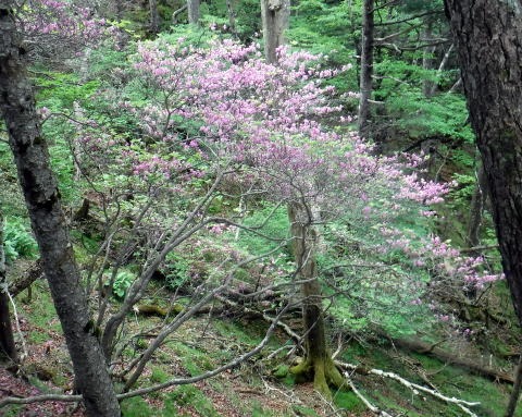 2023.6.10　牛奥ノ雁ヶ腹摺山（尾根歩き）