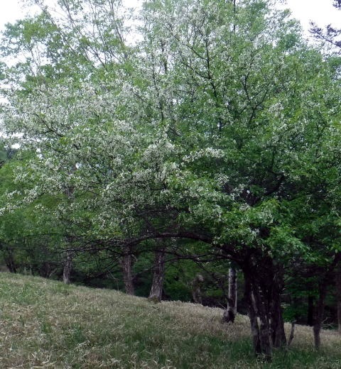 2023.6.10　牛奥ノ雁ヶ腹摺山（尾根歩き）