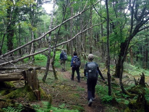 2023.6.10　牛奥ノ雁ヶ腹摺山（尾根歩き）