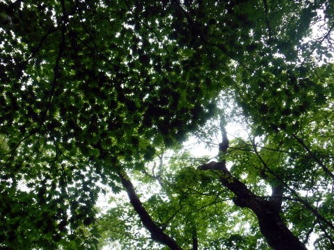 2023.6.10　牛奥ノ雁ヶ腹摺山（尾根歩き）