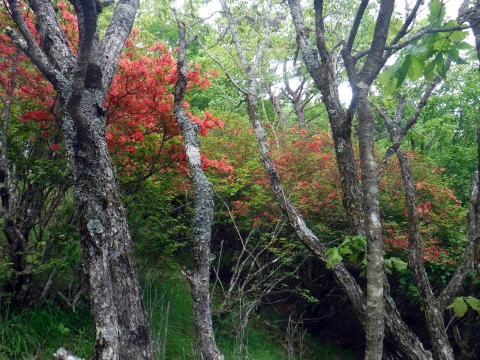 2023.6.10　牛奥ノ雁ヶ腹摺山（尾根歩き）