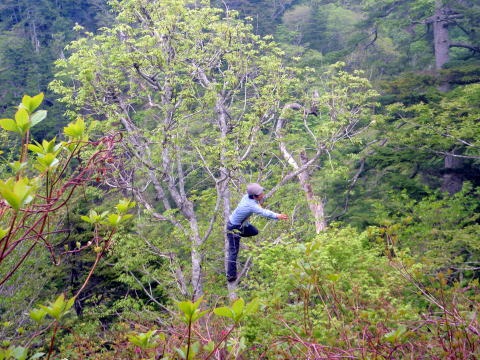 2012.5.26-27　赤湯（山菜採り）（イベント）