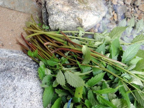 2012.8.11-14　和賀・生保内川（沢登り）