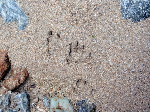 2012.8.11-14　和賀・生保内川（沢登り）