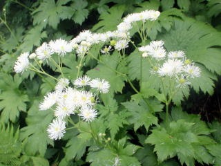 2012.8.11-14　和賀・生保内川（沢登り）