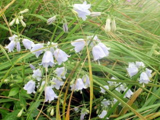 2012.8.11-14　和賀・生保内川（沢登り）
