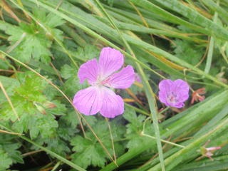 2012.8.11-14　和賀・生保内川（沢登り）
