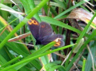 2012.8.11-14　和賀・生保内川（沢登り）