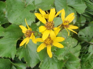 2012.8.11-14　和賀・生保内川（沢登り）