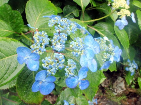 2012.8.11-14　和賀・生保内川（沢登り）